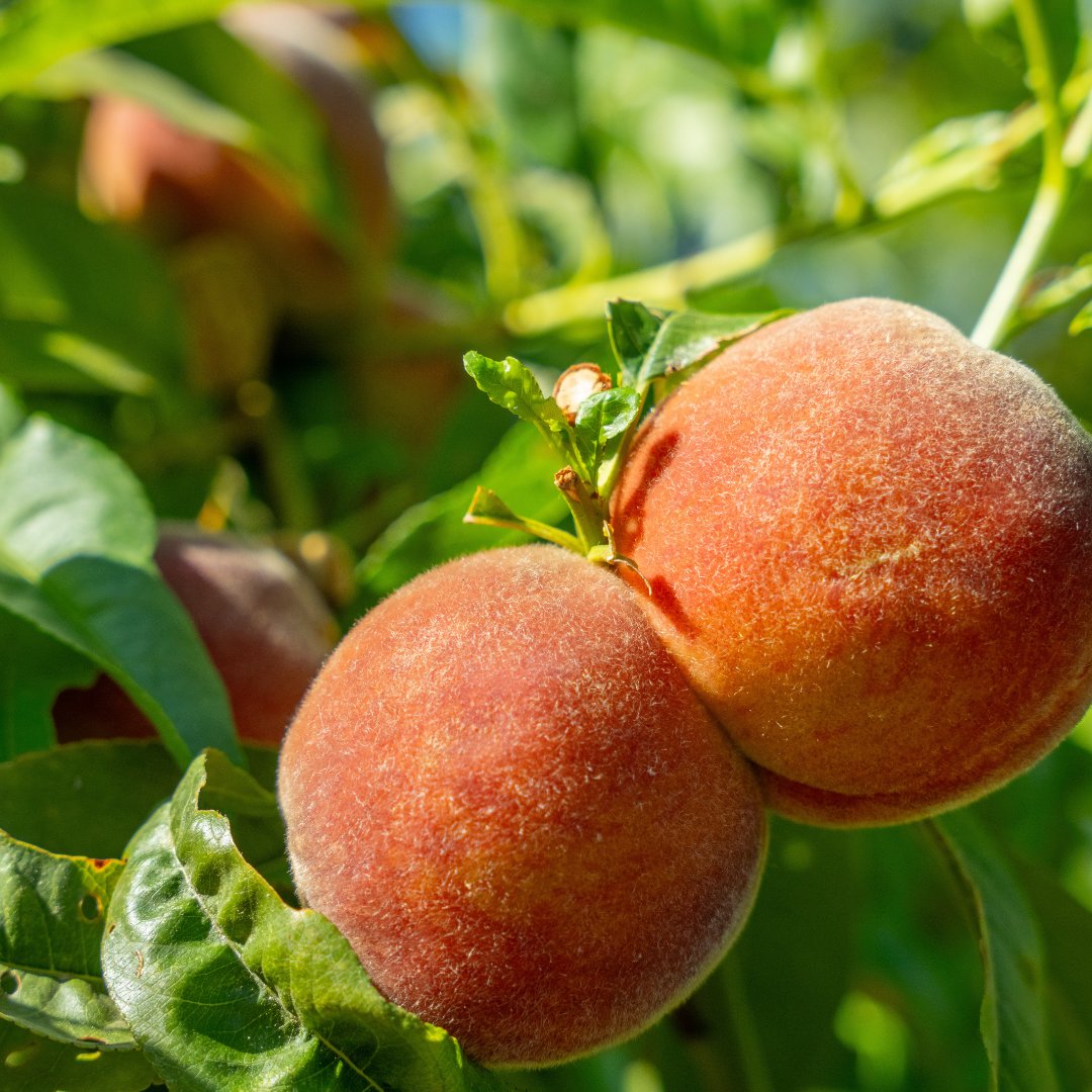 MoonValleyTrees's tweet image. This is your sign to make a weekend trip to the nursery to explore all the flowers, colors, and textures you can add to your landscaping!

Find the store nearest you: bit.ly/4aOQtDk

#MoonValleyNurseries #BackyardInspo #Flowers #Trees #Landscaping