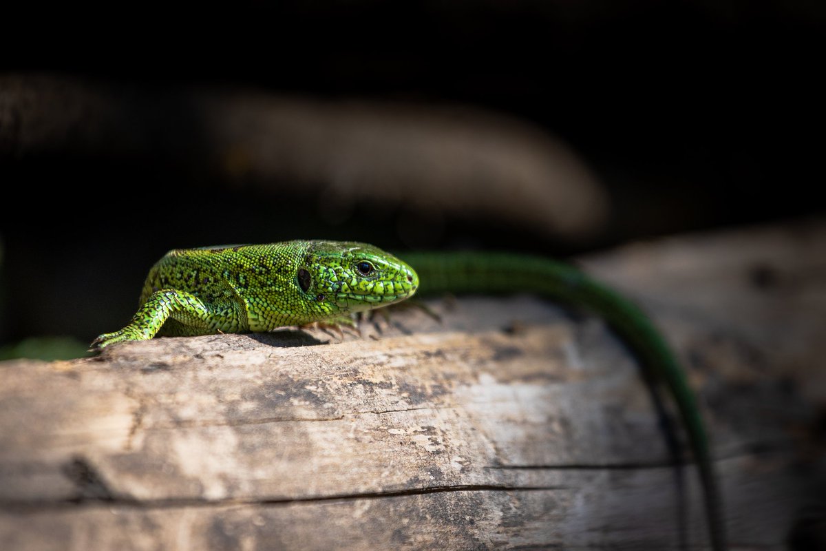 green lizard