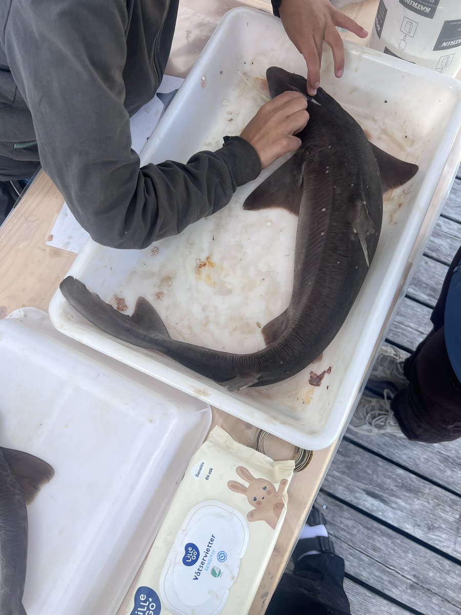 Bergen Telemetry Network tweet media