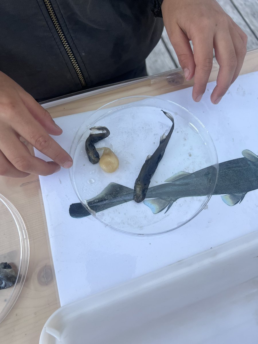 Bergen Telemetry Network tweet media