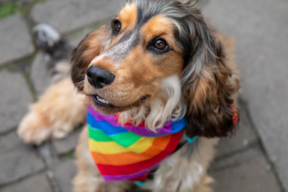 MemoryLatent's tweet photo. #yorkpride #york #puppy  More photos from our trip to York Pride at https://t.co/kG8qlQIWhG https://t.co/B16qjm9URq