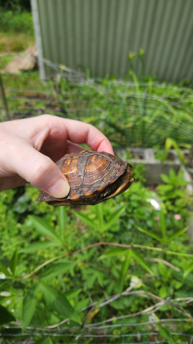 overgrwngarden's tweet image. My friend from yesterday invited their friend, so now its a party. In my strawberry patch...  #turtles #boxturtle #iliketurtles
