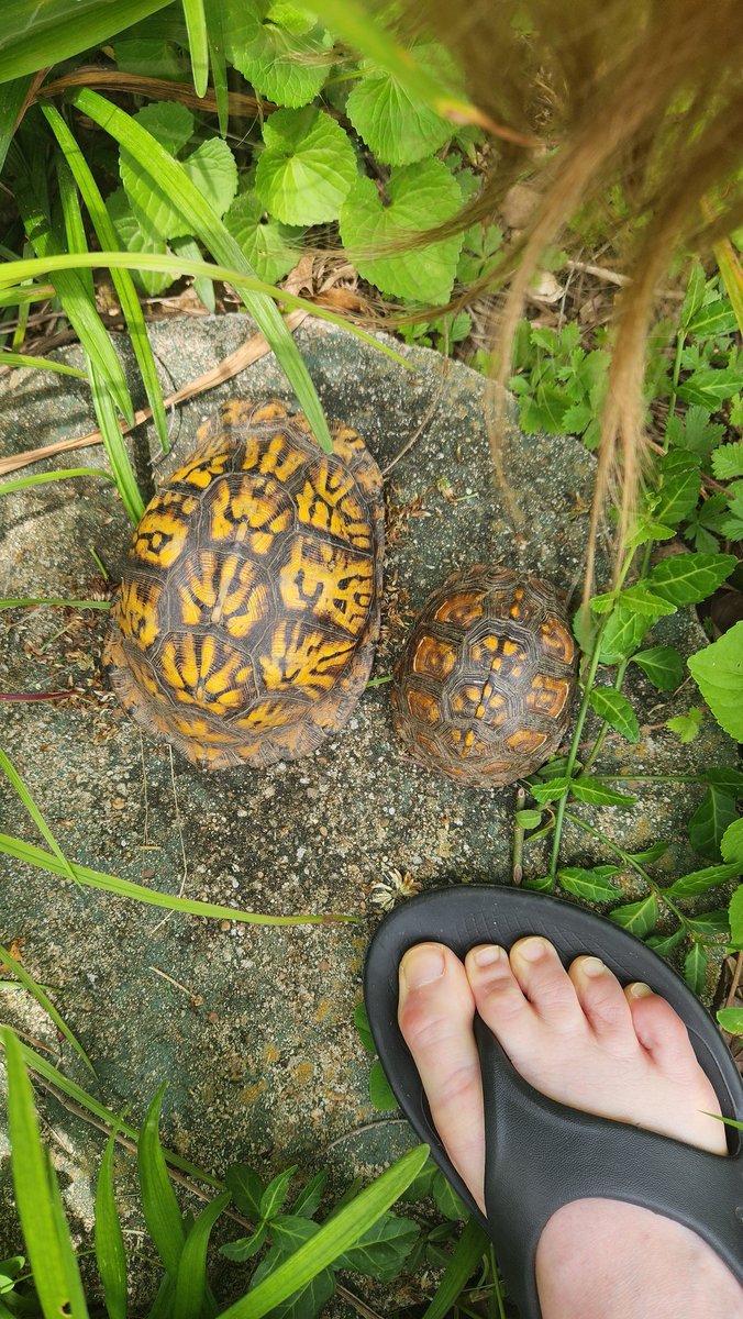 overgrwngarden's tweet image. My friend from yesterday invited their friend, so now its a party. In my strawberry patch...  #turtles #boxturtle #iliketurtles