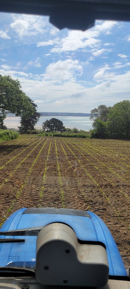 Maize with a view