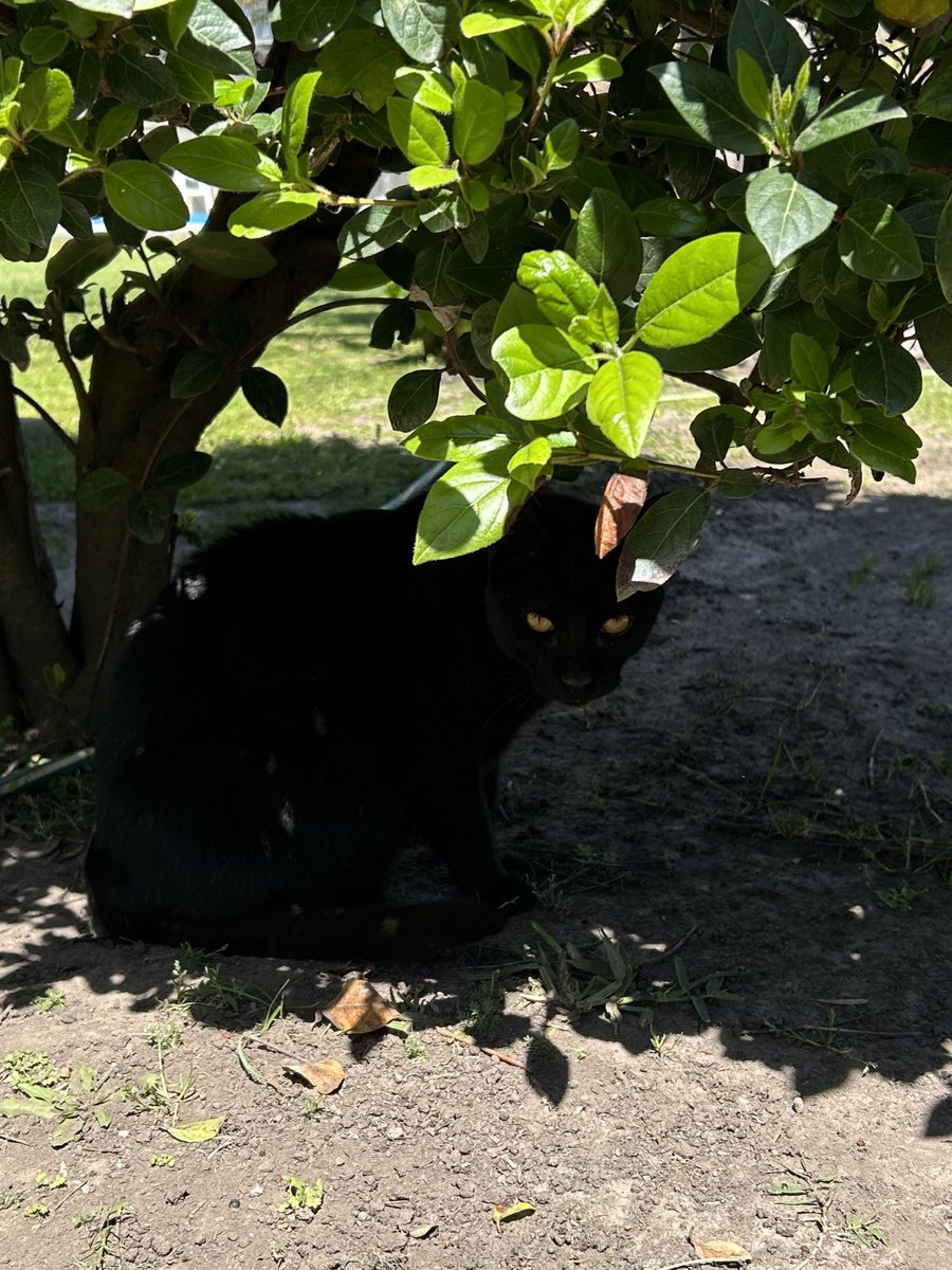 renatillaa's tweet photo. @vlntnls igyal por suerte el gato de mi abuela me ama... https://t.co/lJp1W2fGhc