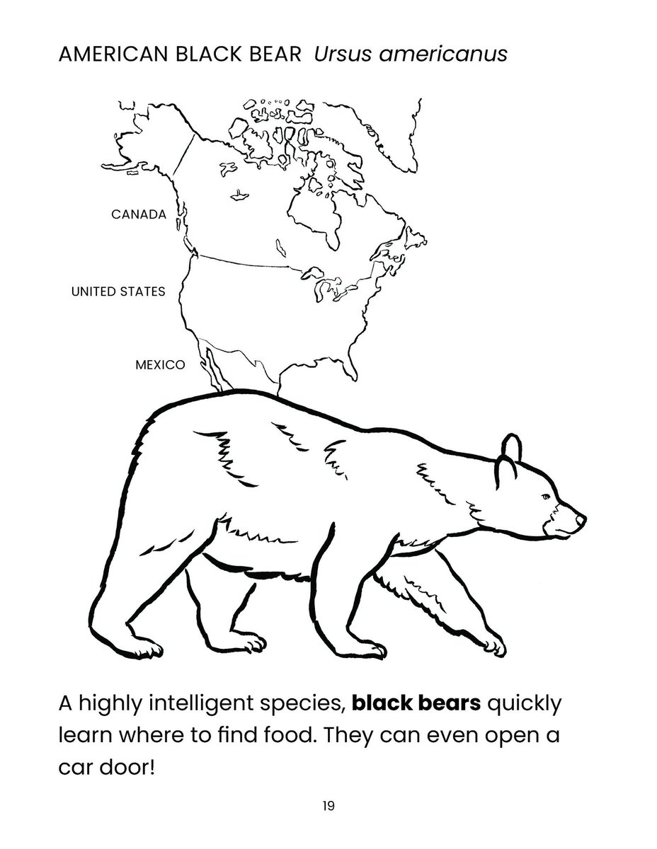 With around 900,000 black bears in North America, this is the world’s most plentiful bear.

The number of American black bears is more than the total population of all the other bear species combined.

FREE COLORING BOOK: BearTrust.org/copy-of-studen…

#NationalBlackBearDay