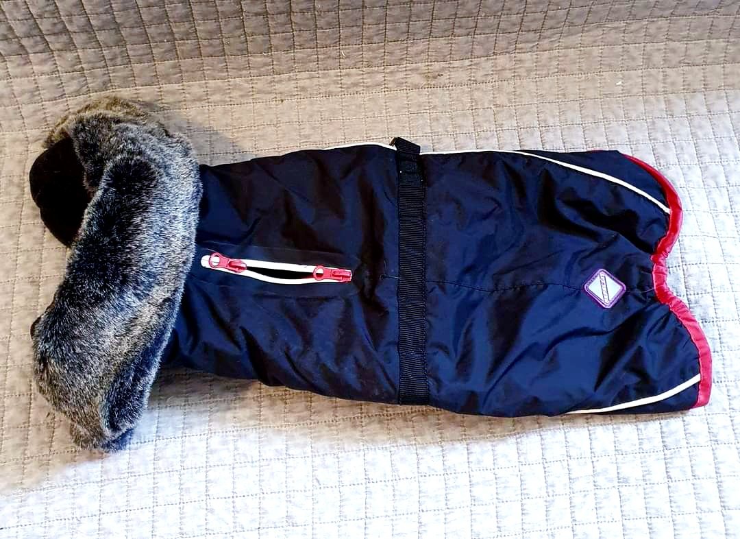 LoveCrosStitch's tweet image. Fur trim dark blue #dog coat, 16inch approx', #sizeM #NEW #accessory

#bid #animalRescue #FureverLoved #donation #onlineAuction #supporter #new #preloved
#TogetherWeCanMakeADifference

Auction ends 8pm (BST) Saturday 1st June 2024

facebook.com/share/p/59FG72…