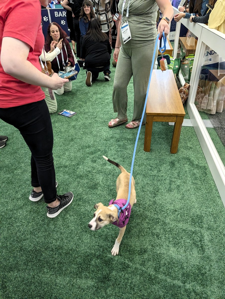 UCDMouseBio's tweet photo. MMPC Live is at ENDO2024 in Boston  Lots of interesting research, ideas, and puppies...  yes puppies.... 

https://t.co/0oeg33lQ5h &amp; https://t.co/FKSLcqOqPm! https://t.co/Q8lwgeqyQD