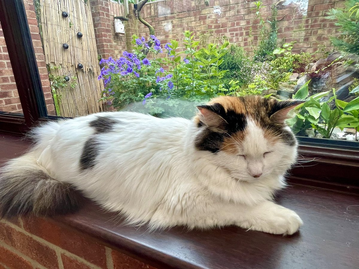Happy #caturday to everyone except the 2 #bluetits to whom I rented the bird box (behind me). They said it was just the 2 of them, then they had chicks, and now they have all flown away without paying rent 😾Being a slum landlord is exhausting #catsoftwitter
#cats