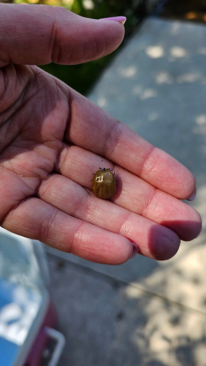 Now that's a tick!