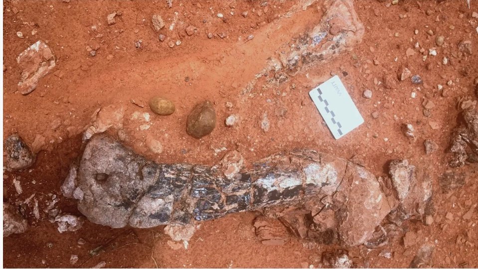 An international team of scientists uncovered a new species of dinosaur in Zimbabwe. The remains of a 210 million-year-old dinosaur leg that belonged to Musankwa sanyatiensis were discovered along the shore of Spurwing Island in Zimbabwe’s Lake Kariba. The new species is the