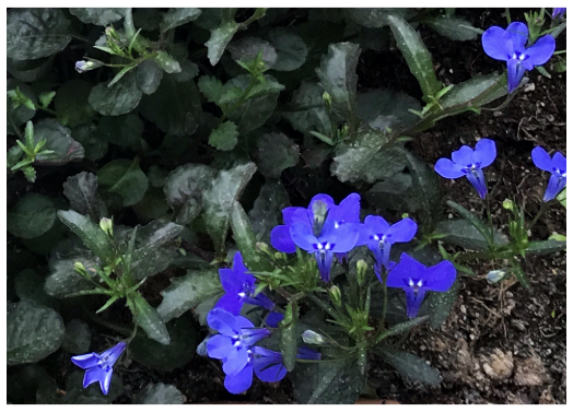 FeeLerLing's tweet image. Lobelias
#flowers #prettylittlethings #naturelove #flowerphotos