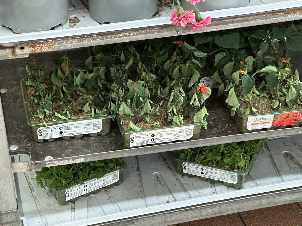 Jenny Truman tweet media