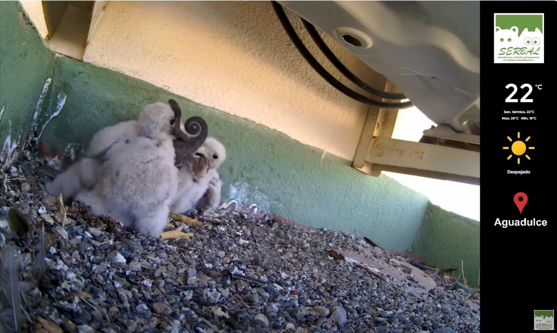 La cámara que tiene instalada <a href="/serbalmeria/">SERBAL</a> en un nido de cernícalos en Almería es todo un espectáculo. Uno de los pollos se ha intentado tragar un camaleón entero... Menudos sæcios !! ⬇️Aquí para verlos en directo youtube.com/watch?v=h8R-RT… 🎦