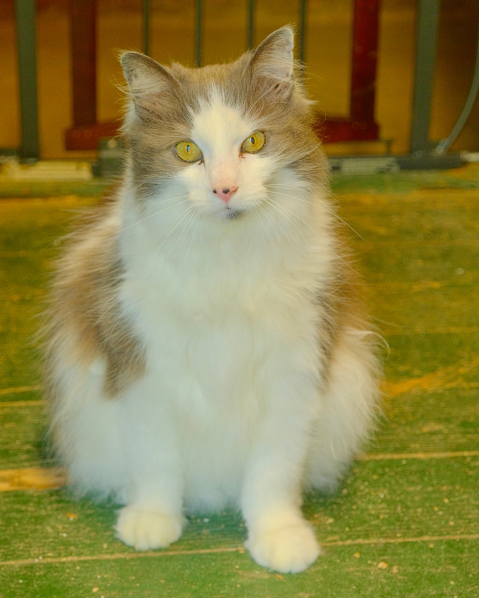 BarnCatBestie's tweet photo. Happy #Caturday (and #HappyPrideMonth, too!) from Miss Kitty, the unexpectedly expecting barn cat!

(please spay and neuter your pets, people!)

#MissKittyKittenWatch https://t.co/lqEoxxfA62