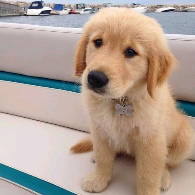 Goldenretrievea's tweet photo. Rate her cuteness 1/10💓 https://t.co/lGo64MkFB3