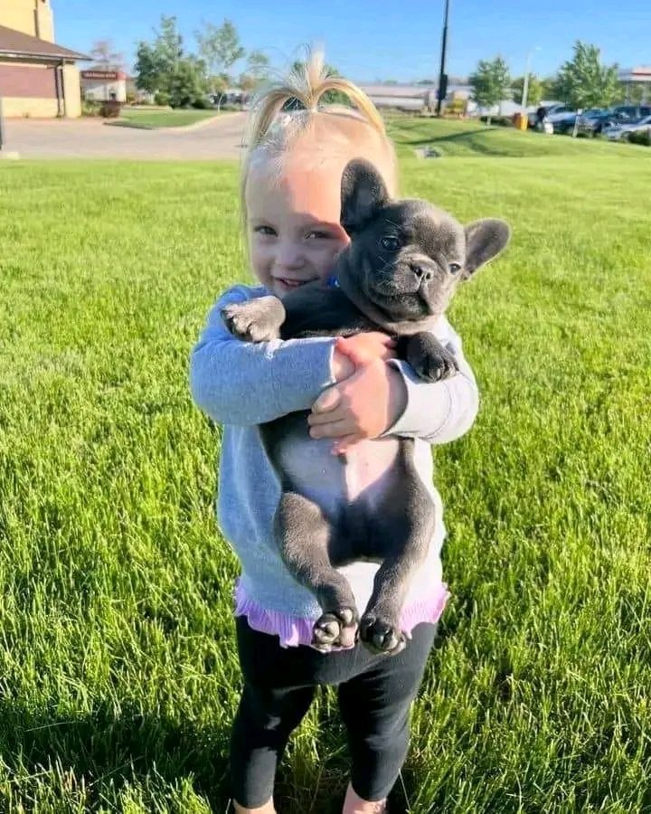 FrenchBulldog72's tweet photo. Rating my baby cuteness 0-10😘😘 https://t.co/8gWh2FcfEu