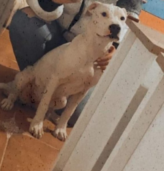 SilviaMylo's tweet photo. Tiene tres años y está en una familia pero por circunstancias no la pueden tener, la regalan 😢 💔
No le sale nada, todos sabemos que los pobres ppps son muy difíciles por buenos que sean y podría ir a parar a gente que finge ser persona y quiere perros para... 💔😢 
Por favor ayuda 🙏
Quien pueda ayudarla que contacte conmigo 🙏