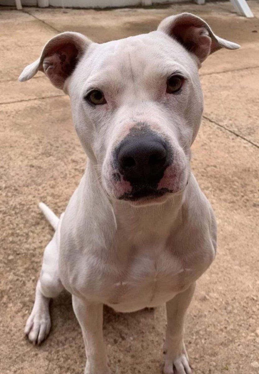SilviaMylo's tweet photo. Tiene tres años y está en una familia pero por circunstancias no la pueden tener, la regalan 😢 💔
No le sale nada, todos sabemos que los pobres ppps son muy difíciles por buenos que sean y podría ir a parar a gente que finge ser persona y quiere perros para... 💔😢 
Por favor ayuda 🙏
Quien pueda ayudarla que contacte conmigo 🙏