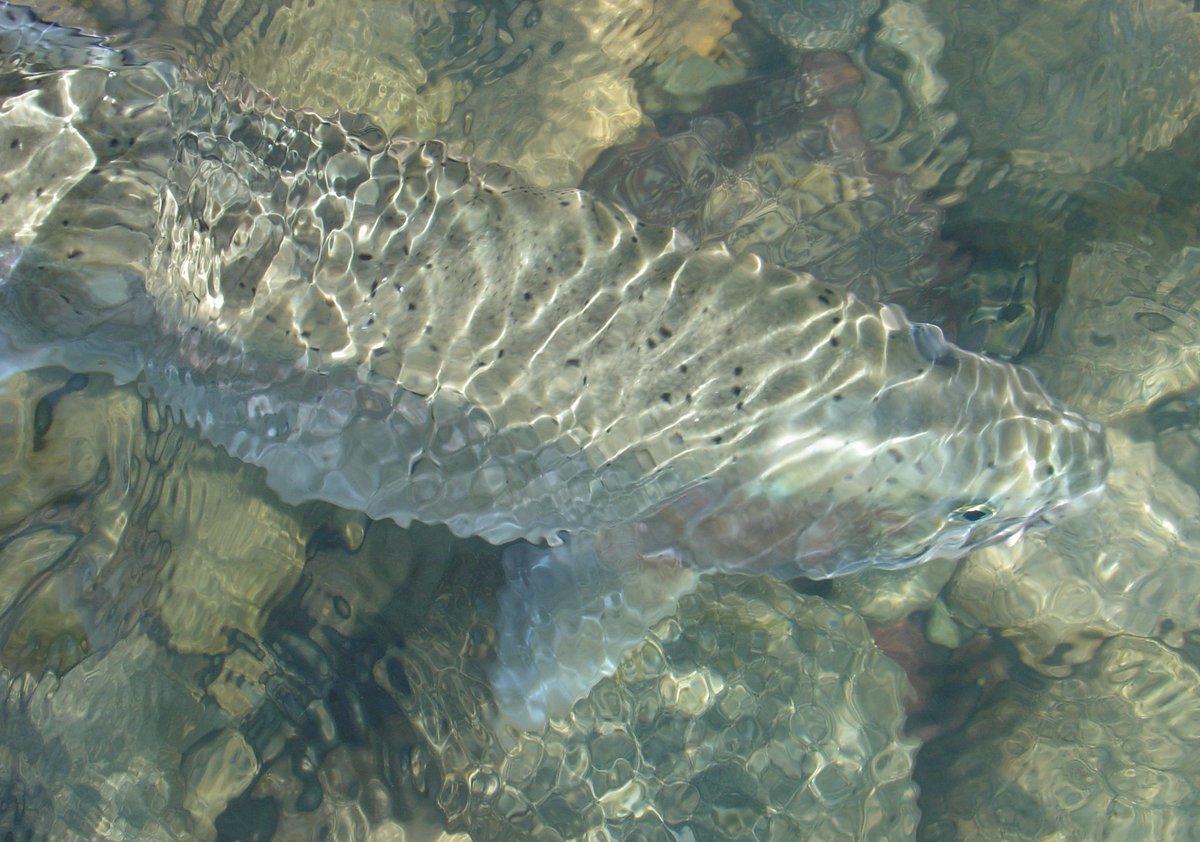 Craig Orr (@craigorr_) on Twitter photo Time to celebrate #wildsalmon on #BCWildSalmonDay. Start by accepting overwhelming impact science and get #FishFarmsOUT <a href="/DFO_Pacific/">DFO Pacific</a> <a href="/DiLebouthillier/">Diane Lebouthillier</a> Time to celebrate #wildsalmon on #BCWildSalmonDay. Start by accepting overwhelming impact science and get #FishFarmsOUT <a href="/DFO_Pacific/">DFO Pacific</a> <a href="/DiLebouthillier/">Diane Lebouthillier</a>