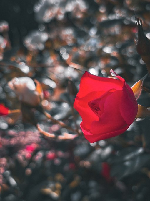 Desire, love and passion&hellip; intense emotions to express with a red rose 🌹 let me show you my passion&rsquo;s<a href="/tag/hotvideo"class="tags"><span>#hotvideo</span></a><a href="/tag/aviimore"class="tags"><span>#aviimore</span></a>