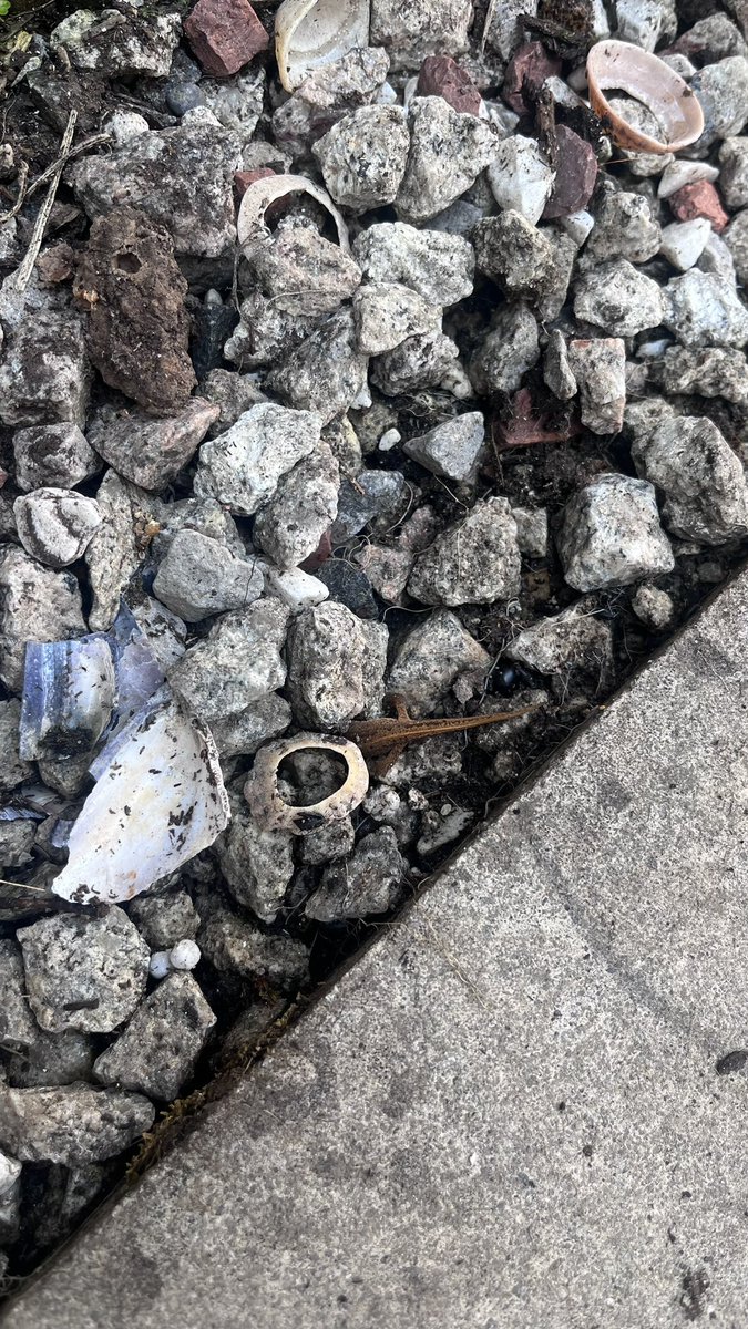 EmilySWood's tweet image. Found these guys in the back yard today while (finally) doing some weeding - I’m guessing they are some type of lizard but never seem them before?! Anyone able to identify them? (The one who went headfirst to hide under the stones is my favourite 🦎)