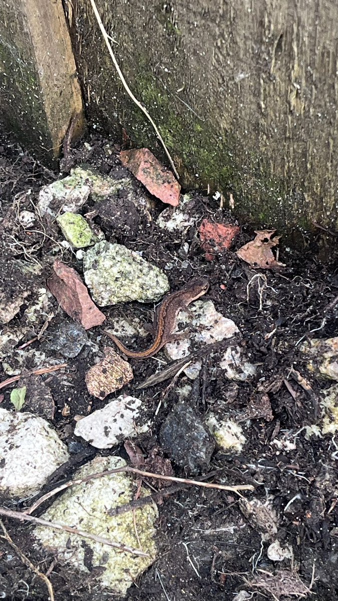 EmilySWood's tweet image. Found these guys in the back yard today while (finally) doing some weeding - I’m guessing they are some type of lizard but never seem them before?! Anyone able to identify them? (The one who went headfirst to hide under the stones is my favourite 🦎)