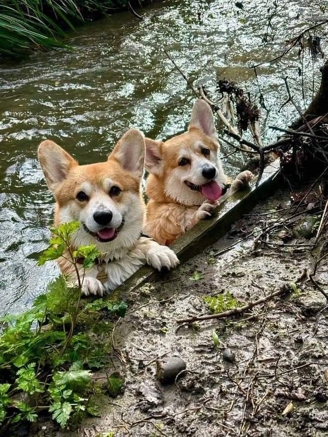 Corgi_Lover7's tweet photo. Say yes if you’re a corgi lover 🥰 https://t.co/kDzRXb4xkc