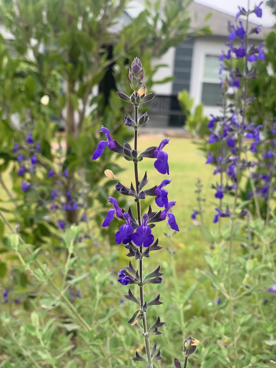 Megara, Alecto and Tisiphone

#Hades