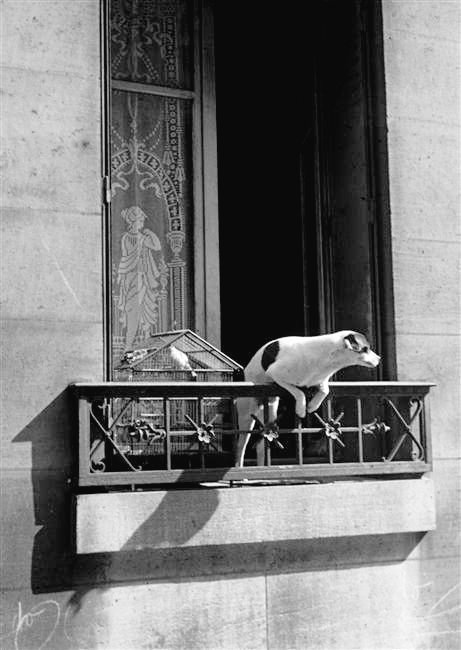 André Kertész. 
Le chien de la concierge 
1926. Paris