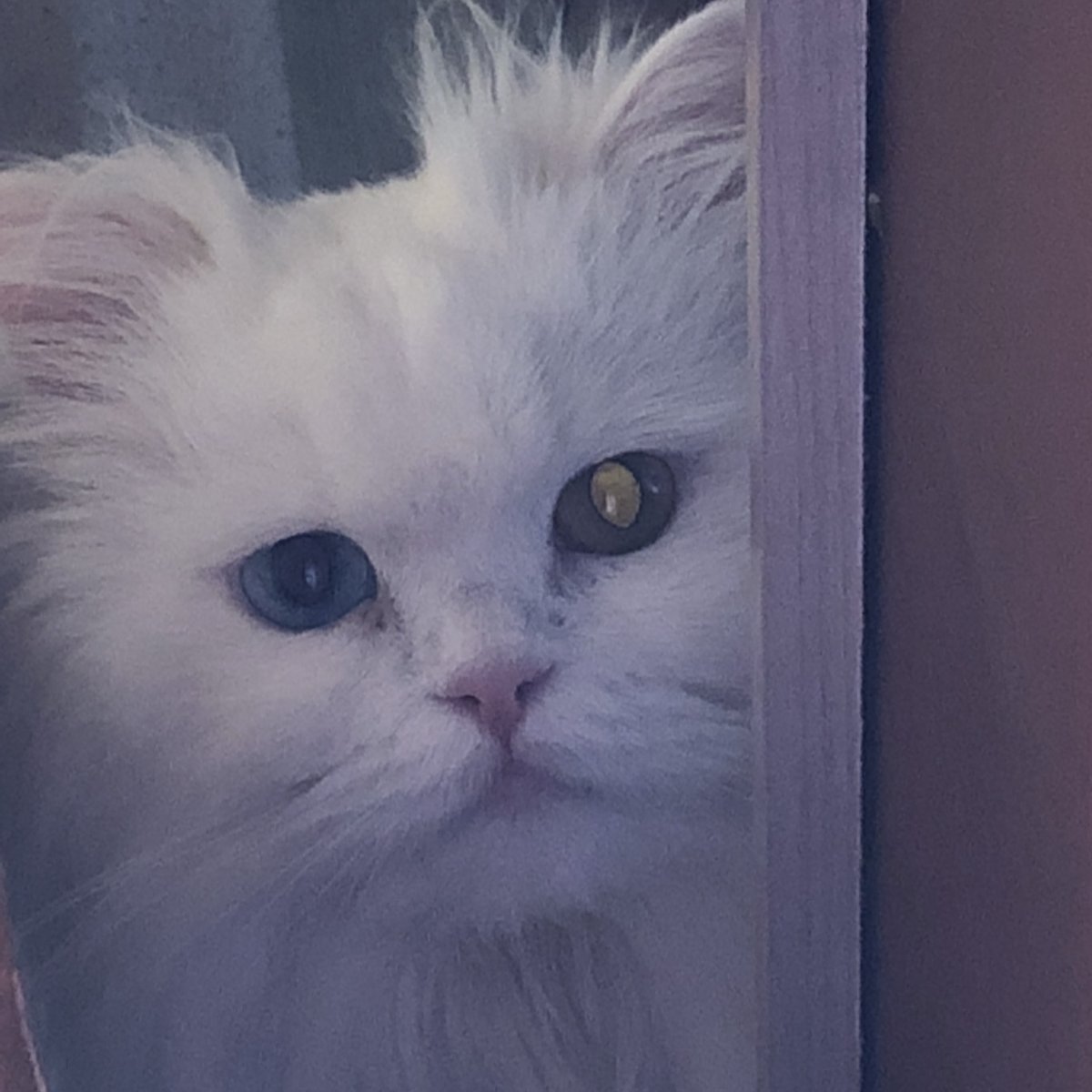 jujin1567809's tweet image. #猫 #고양이 #Cat