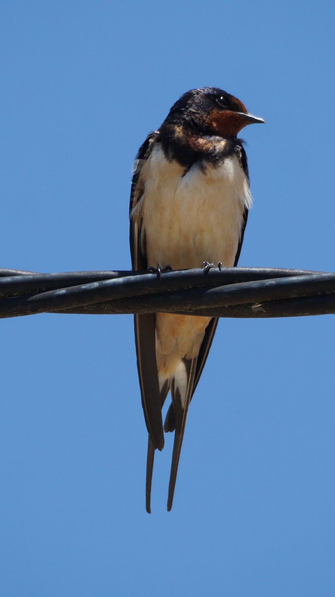 jmpicasprat's tweet photo. Avui fins i tot al super he vist ocells #pardal #oreneta #còlitgris #cotxafumada #voltor #gralla #aligot #ocells #ocellsdavui #ocellsdecatalunya #ocellar #birds #berguedà https://t.co/DYLt8nIJ1e
