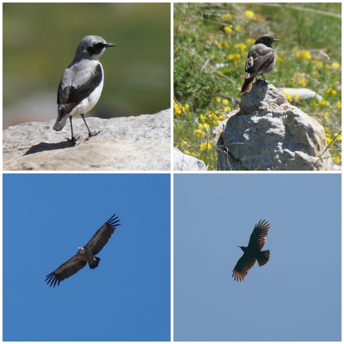 jmpicasprat's tweet photo. Avui fins i tot al super he vist ocells #pardal #oreneta #còlitgris #cotxafumada #voltor #gralla #aligot #ocells #ocellsdavui #ocellsdecatalunya #ocellar #birds #berguedà https://t.co/DYLt8nIJ1e