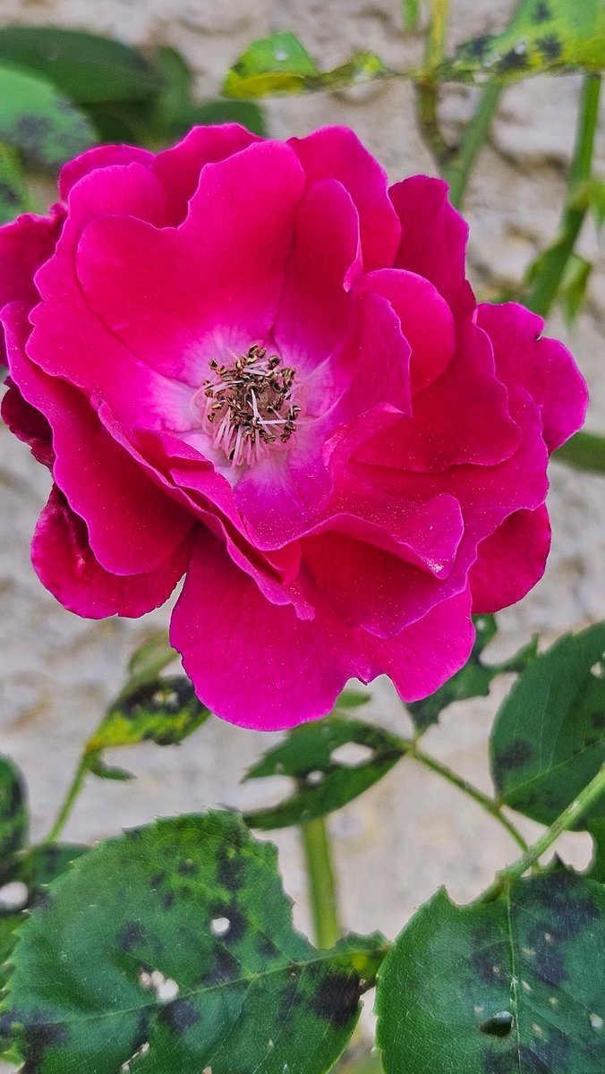 Willeena Booker tweet media