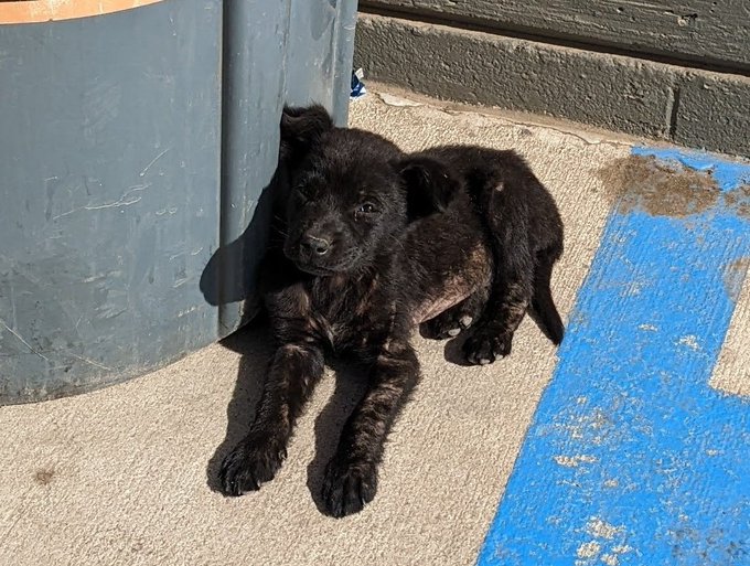 Today is Chica's Gotcha Day!!! (6/1/22) https://t.co/fAbRYDY5LG