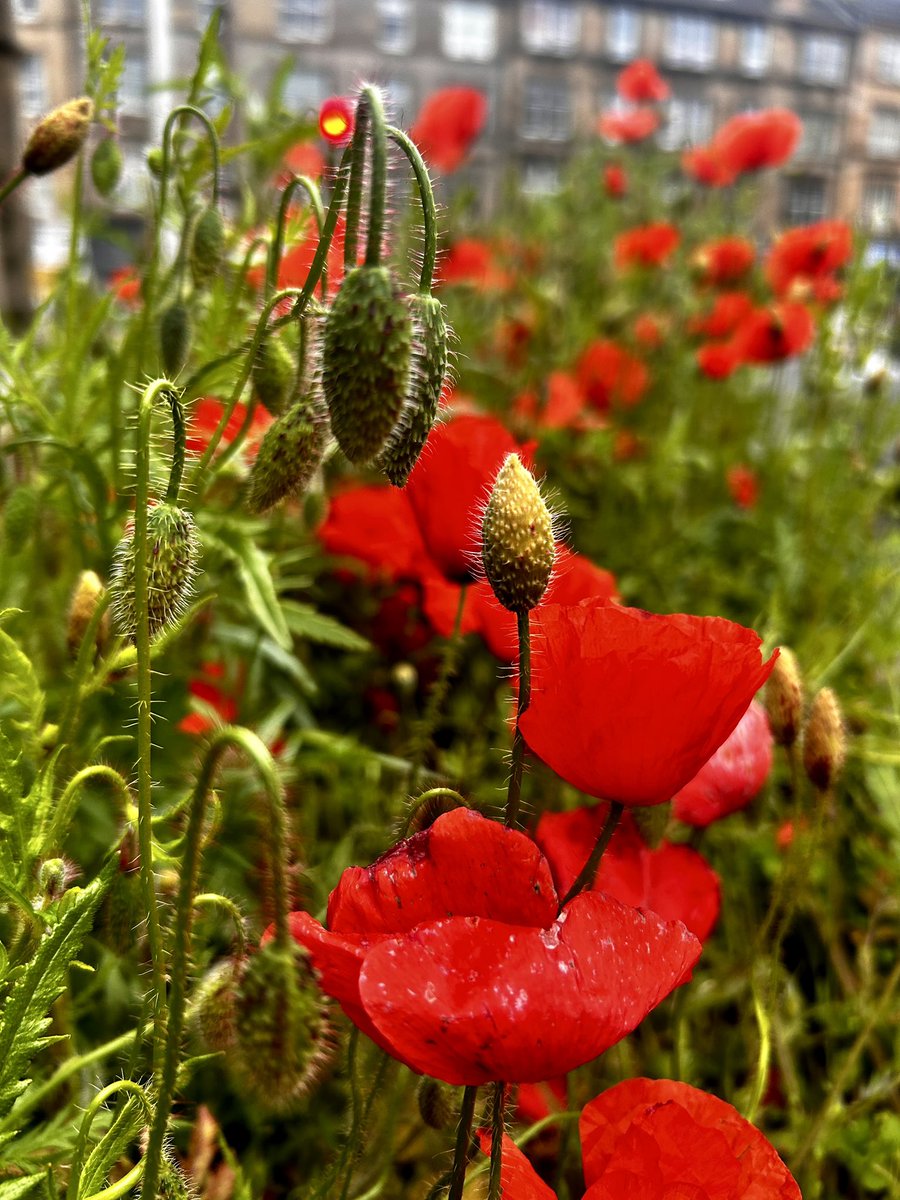 Sam Rhynas tweet media