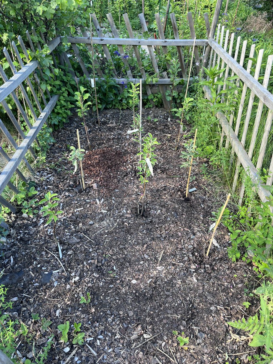 notklev's tweet image. Here they are, my future perry pear trees, thx to @BarMas i got these great variatys: Luxemburger Mostbirne, Bayerische weinbirne, grüne jagdbirne, Welsche bratbirne. There some cider variatys as well. I hwill ave to wait a few year to first harvest…
