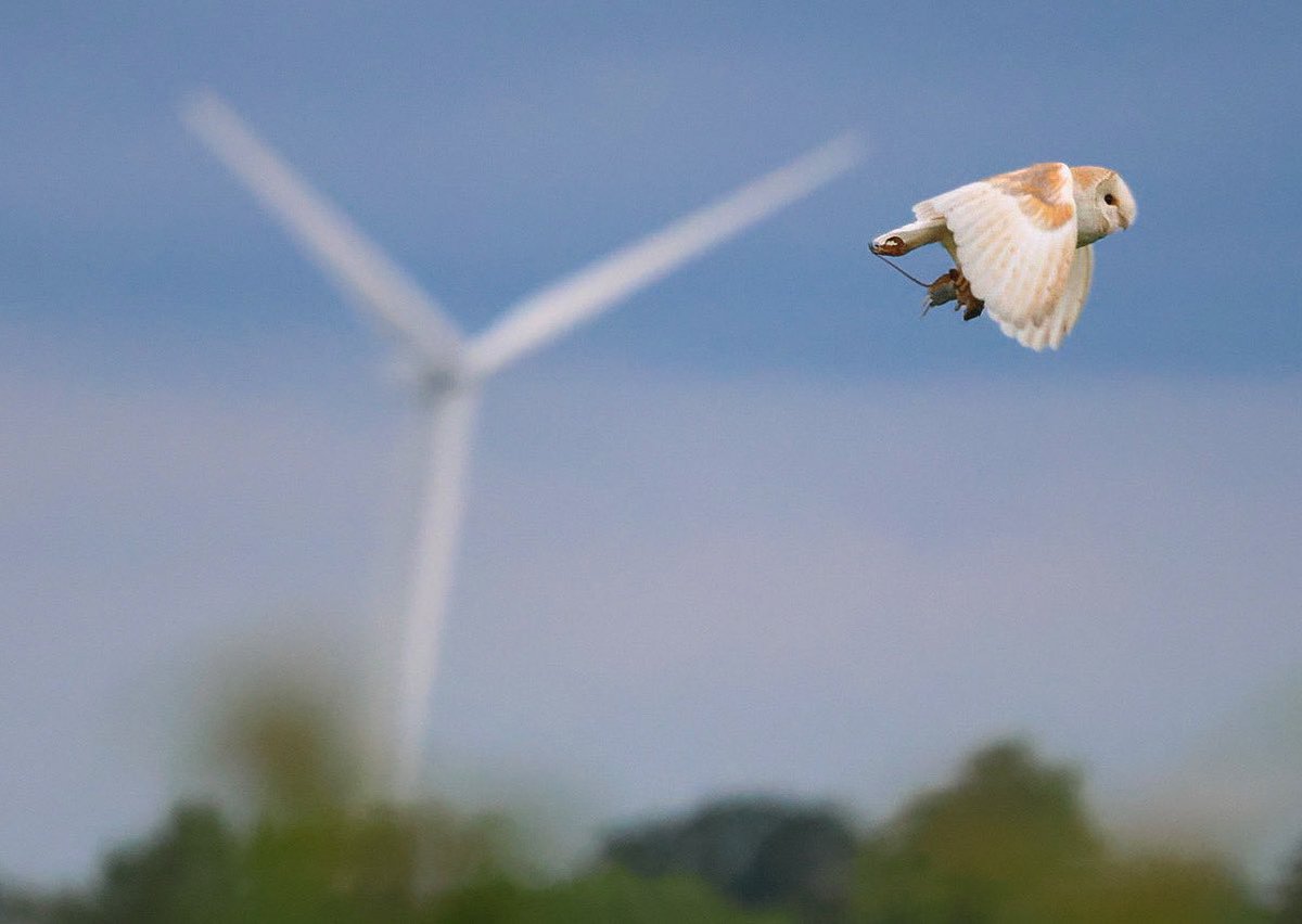 Another night, another kill fir this Barn owl. 

#barnowl #naturelove #NaturePhotography <a href="/BBCSpringwatch/">BBC Springwatch</a> <a href="/BBCCountryfile/">BBC Countryfile</a>