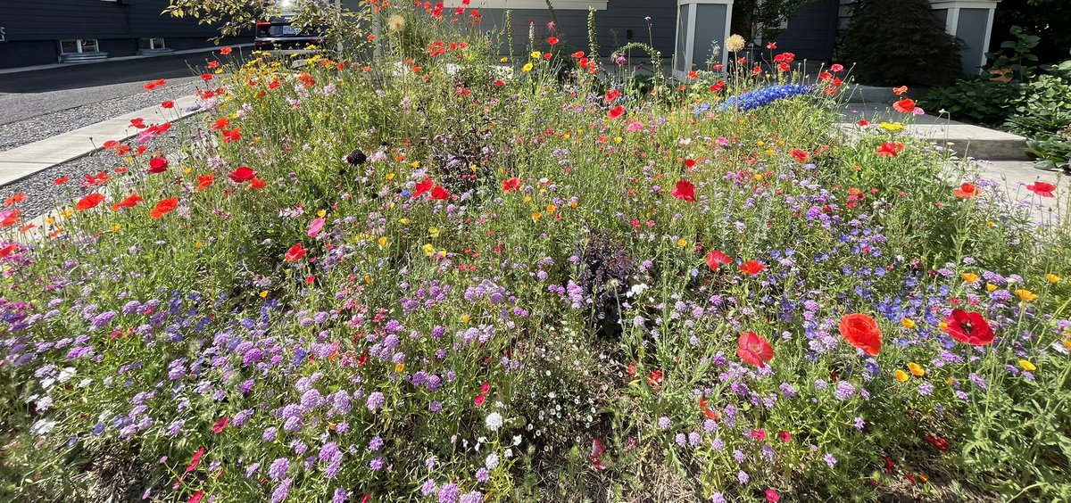 Many gardeners consider color blocking or limited palettes to be guiding principles. Maybe one day I'll agree, but at this stage of my gardening journey, I find that aesthetic a bit dull.

I want *all* the colors, close together.
✨🌈Give me the full rainbow, baby!🌈✨
🌻🌹🪻🏳️‍🌈