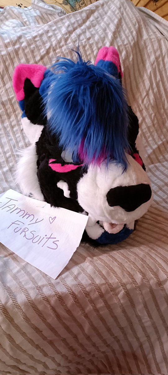 XWolfjamX's tweet photo. My first premade fursuit for sale!!✨
.
- Foam base
- HQ fur (@stoffhummelde )
- MQ work (its my first foam head)
- Nub tail included
- LQ lined
- Removable tongue
- Comes with removable eyelishes (shiny)
.
Asking for 400€ but the price can be negotiable https://t.co/kzSbrqtlol