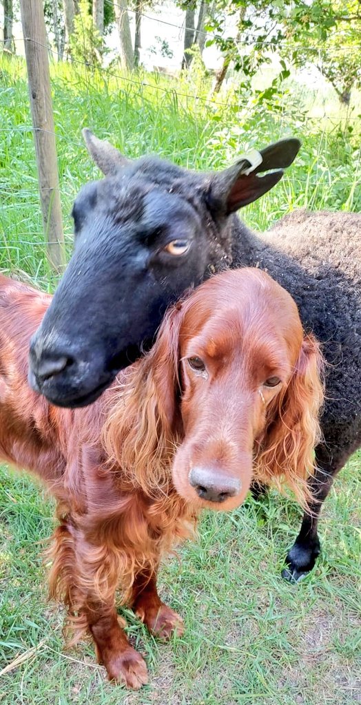 Markus Granlund tweet media