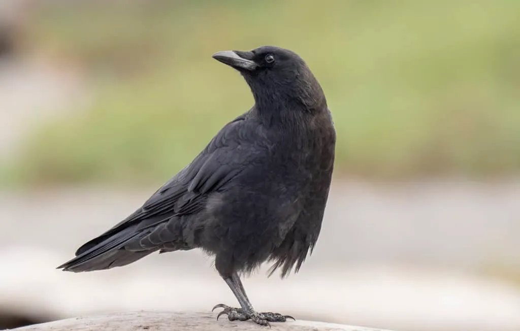 EarthRites's tweet image. My latest Substack:
More to follow!
gwyllmllwydd.substack.com/p/the-memory-t…
#writerslife #creative #memory #rememberance