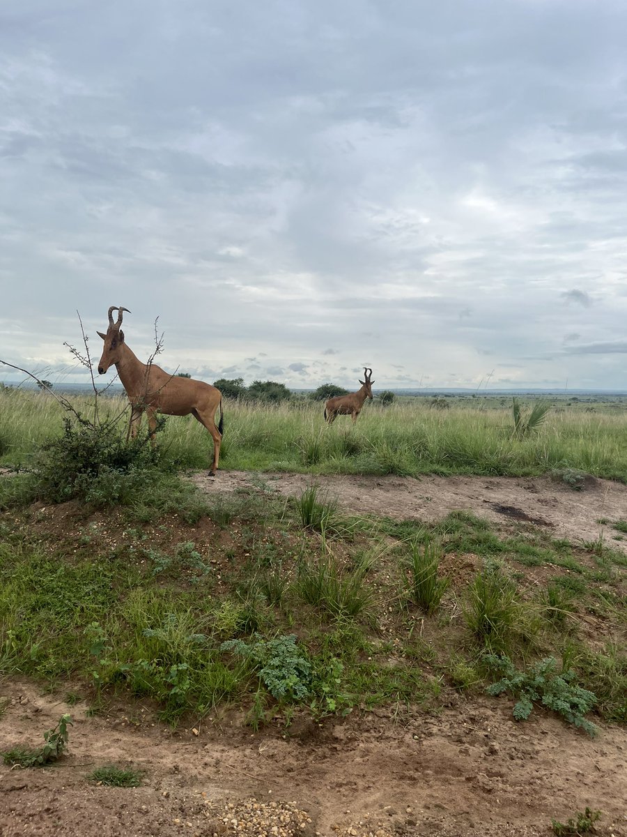talesofablack's tweet photo. #murchison falls national park found in uganda 🇺🇬#someof the wild animals found in the jungle https://t.co/sdn76A8GEQ