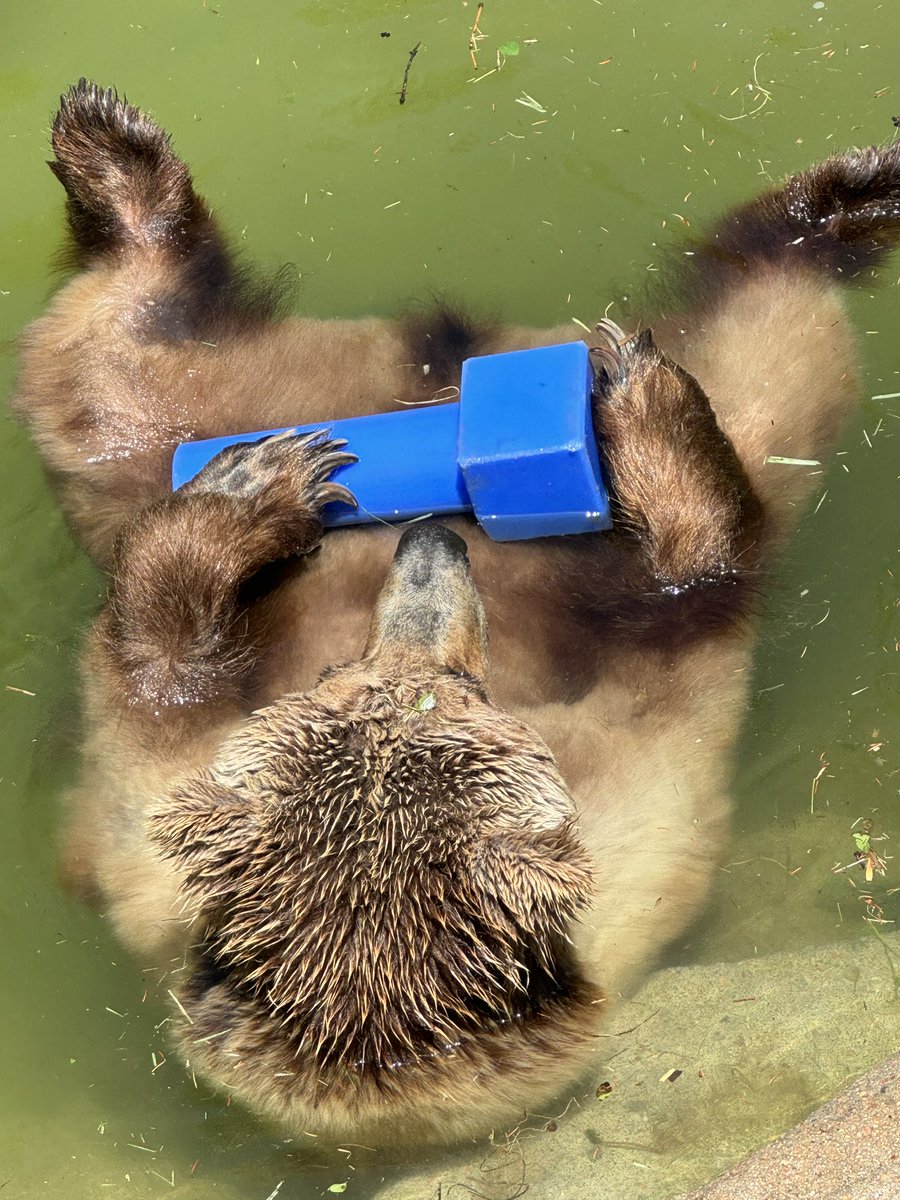 Tundra living her best life <a href="/DenverZoo/">Denver Zoo Conservation Alliance</a>