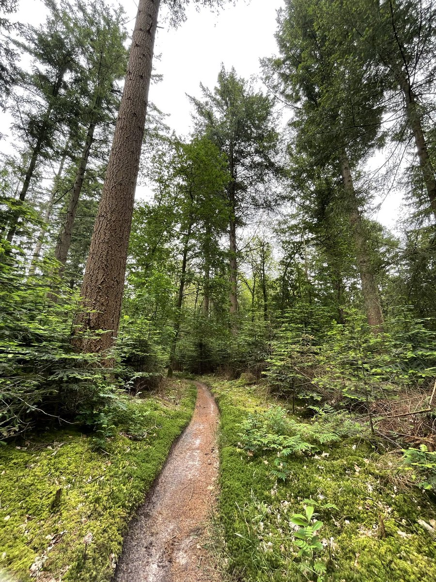 IngedeBoer23's tweet photo. The best way to enjoy your Saturday. Riding on your mountainbike through the woods. And finding some beautiful trails and places.🇳🇱 https://t.co/RCXjeX6J8W