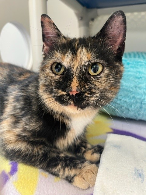 This young black, orange &amp; white short hair female cat was found in the Wellington Rd 29 and ON-7 area #GuelphEramosa on June 1 and taken to #Guelph Humane Society. If she's yours or you have any info contact 519-824-3091 or lostandfound@guelphhumane.ca (shelter ID 2000138959)