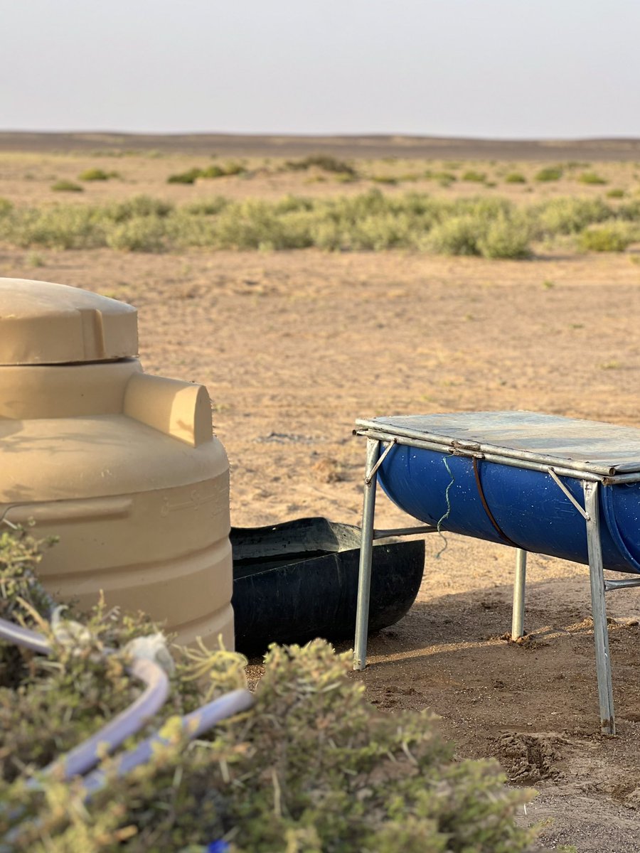 aa_4u_'s tweet photo. 🐪🌿⛺️☀️. https://t.co/fi4a644Dr0
