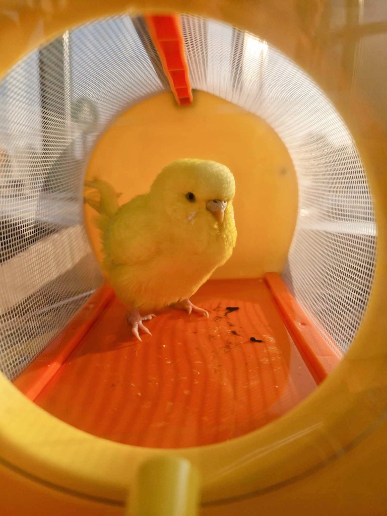 SAPS FEO tweet media