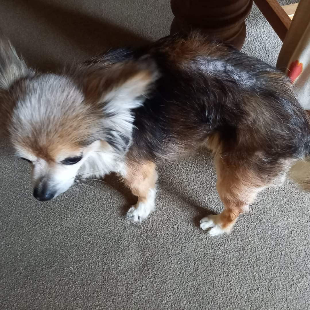 beautys_legacy's tweet photo. This poor little girl was dumped 3 weeks ago on scrubland in Retford. She is now in our care. She has a severely damaged leg, and is seeing specialists next week. Her vets fees quote is £4- 6K please help her. 🙏https://t.co/JIQa48Mu4E #Angelsarmy https://t.co/sWGfnw95p1