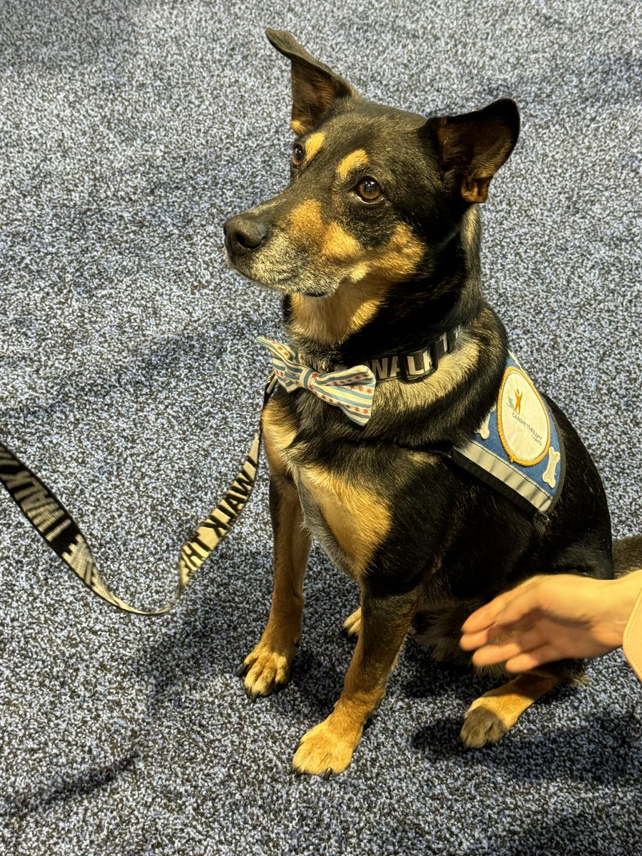 Pooja Merchant (@drmerchant) on Twitter photo Rocko, you are so sweet! Keep up the amazing job of healing and caring for so many individuals with emotional & physical challenge <a href="/CTCorps/">Canine Therapy Corps</a> #ASCO24 Rocko, you are so sweet! Keep up the amazing job of healing and caring for so many individuals with emotional & physical challenge <a href="/CTCorps/">Canine Therapy Corps</a> #ASCO24